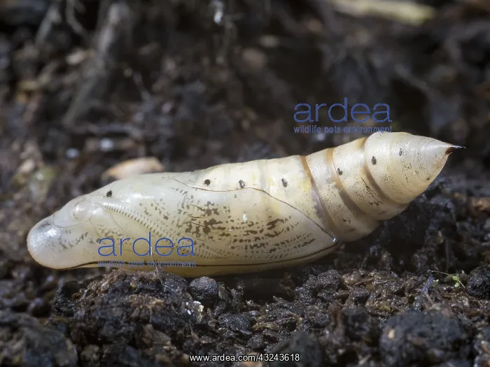 : Hummingbird hawk moth pupa - UK : Hummingbird hawk moth pupa - UK