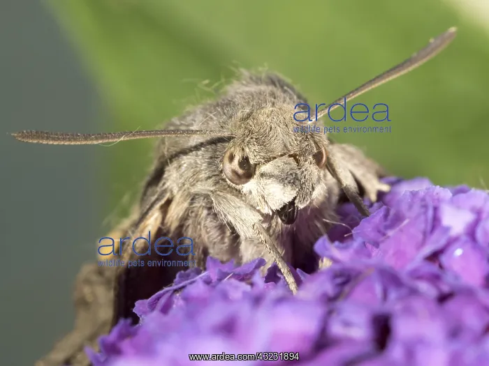 : Hummingbird hawk moth - resting on buddleia flowers - UK : Hummingbird hawk moth - resting on buddleia flowers - UK