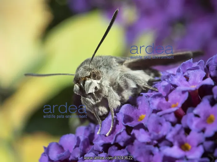  : Hummingbird hawk moth - resting on buddleia flowers - UK