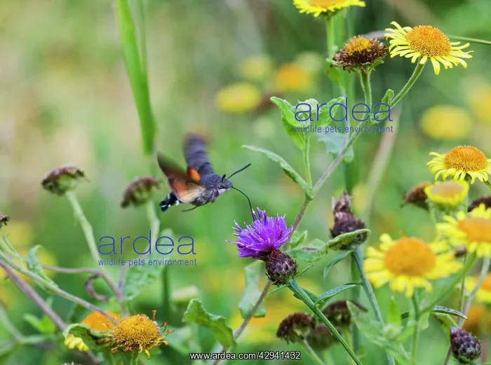 : Hummingbird Hawk-Moth - side view feeding : Hummingbird Hawk-Moth - side view feeding