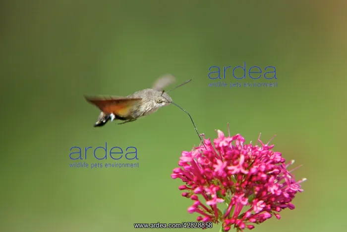 : Hummingbird Hawkmoth - in flight - feeding on Valerian : Hummingbird Hawkmoth - in flight - feeding on Valerian