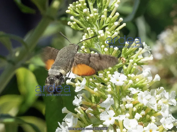 : Hummingbird hawkmoth - hovering and feeding from : Hummingbird hawkmoth - hovering and feeding from