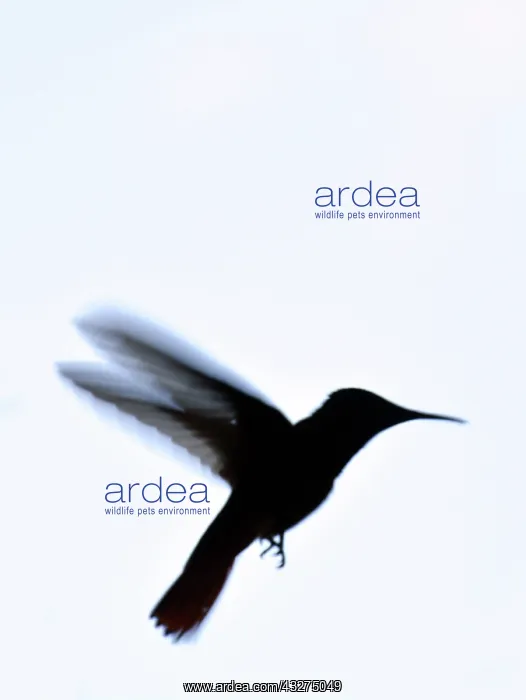 : Hummingbird hovering at feeder full of sugar solution; : Hummingbird hovering at feeder full of sugar solution;