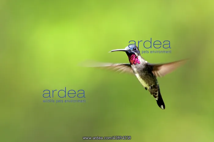  : Hummingbird - Long-billed Starthroat