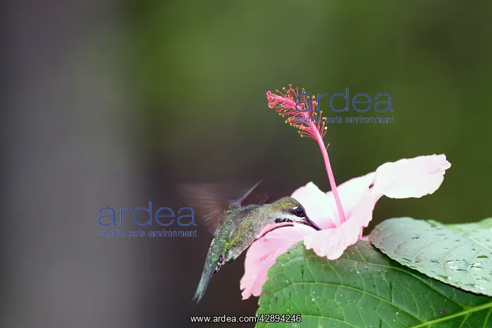 : Hummingbird - Long-billed Starthroat : Hummingbird - Long-billed Starthroat