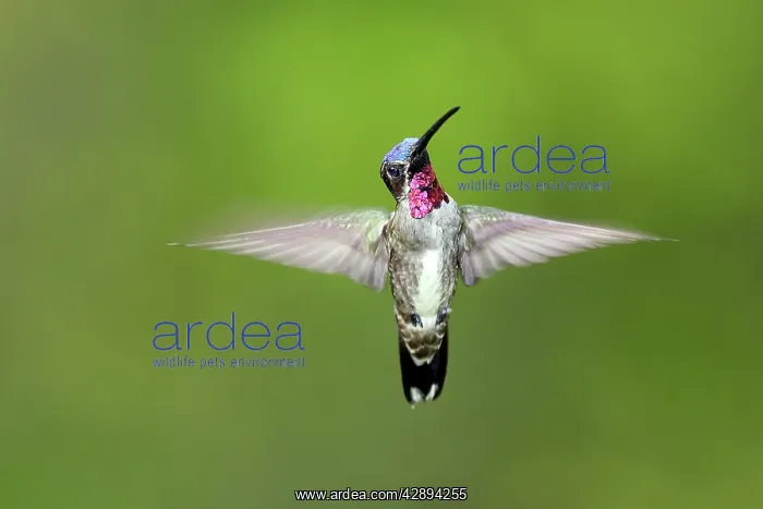 : Hummingbird - Long-billed Starthroat : Hummingbird - Long-billed Starthroat