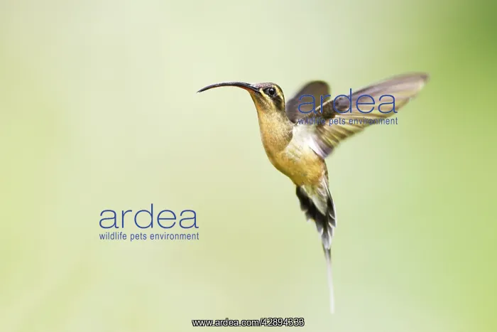 : Hummingbird - Long-tailed Hermit : Hummingbird - Long-tailed Hermit