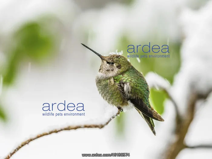 : A hummingbird perched on a snow-covered branch with green foliage in the background : A hummingbird perched on a snow-covered branch with green foliage in the background