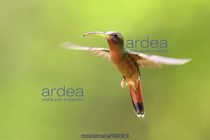 : Hummingbird - Rufous-breasted Hermit : Hummingbird - Rufous-breasted Hermit