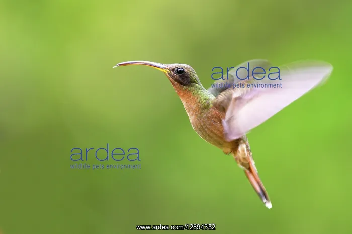 : Hummingbird - Rufous-breasted Hermit : Hummingbird - Rufous-breasted Hermit