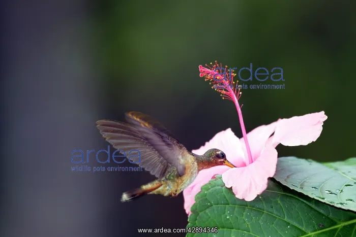 : Hummingbird - Rufous-breasted Hermit drinking nectar : Hummingbird - Rufous-breasted Hermit drinking nectar