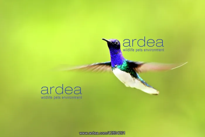 : Hummingbird - White-necked Jacobin : Hummingbird - White-necked Jacobin