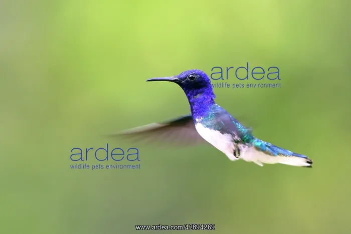 : Hummingbird - White-necked Jacobin : Hummingbird - White-necked Jacobin