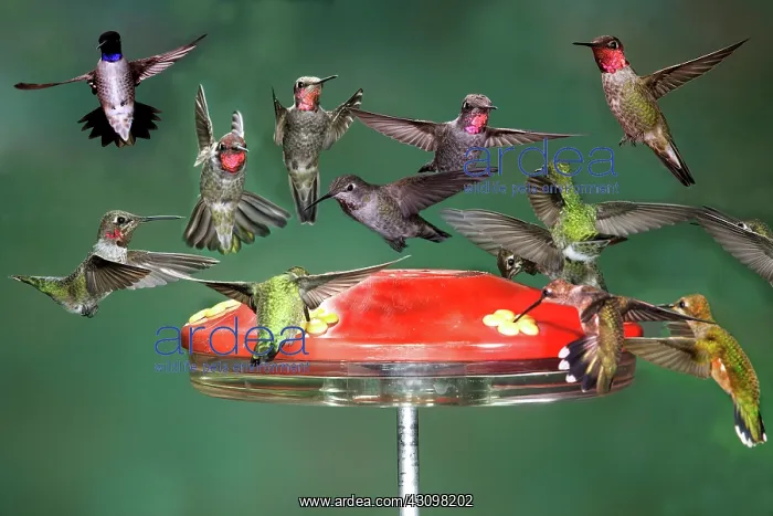 : Hummingbirds : Hummingbirds