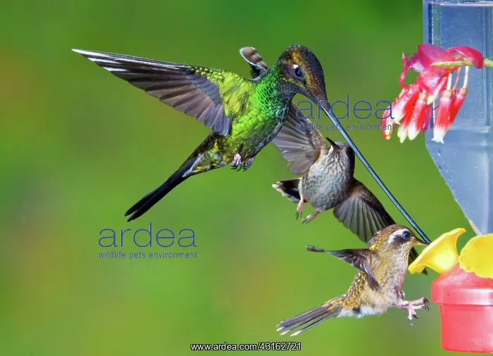 : Hummingbirds at feeder : Hummingbirds at feeder