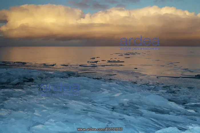 : Hummocking ice on the shore of the Ijsselmeer : Hummocking ice on the shore of the Ijsselmeer