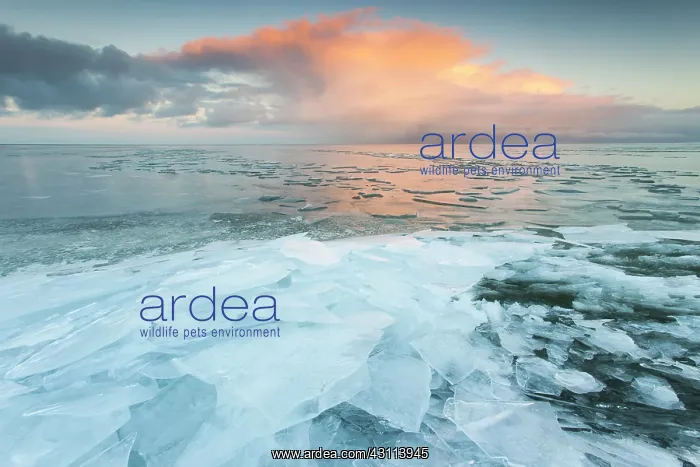 : Hummocking ice on the shore in sunrise : Hummocking ice on the shore in sunrise