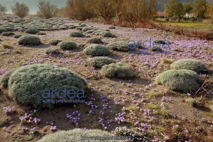 : Hummocks of spiny knapweed - with stocks : Hummocks of spiny knapweed - with stocks