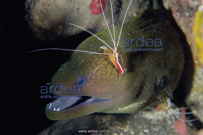 : Hump-back Cleaner Shrimp : Hump-back Cleaner Shrimp