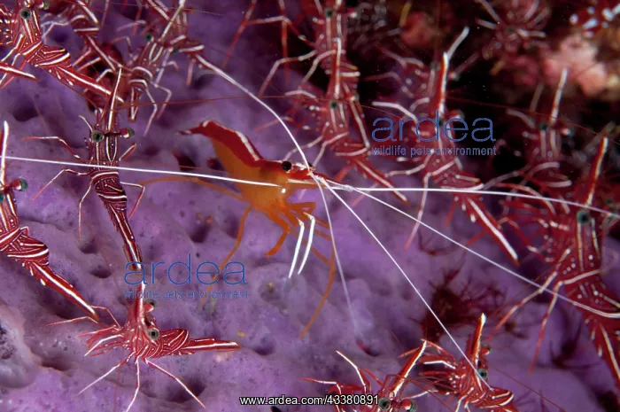 : Hump-back Cleaner Shrimp (Lysmata amboinensis) surrounded by Dancing Shrimps (Rhynchocinetes durbanensis) : Hump-back Cleaner Shrimp (Lysmata amboinensis) surrounded by Dancing Shrimps (Rhynchocinetes durbanensis)