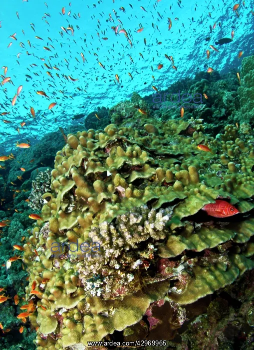 : Hump Coral - White-tailed Squirrelfish (Sargocentron : Hump Coral - White-tailed Squirrelfish (Sargocentron