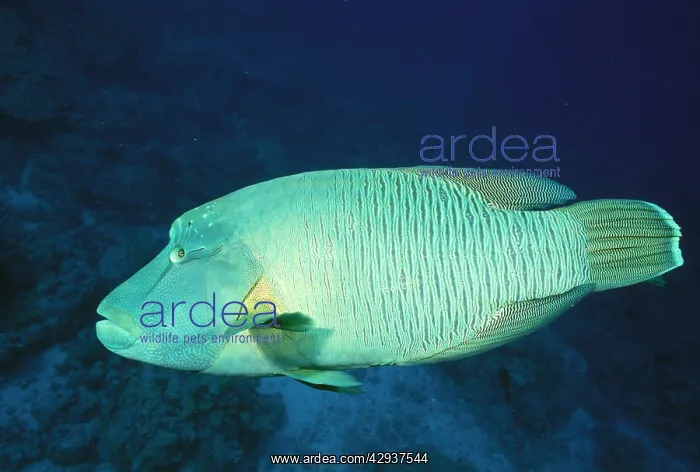 : Hump-headed Maori wrasse : Hump-headed Maori wrasse