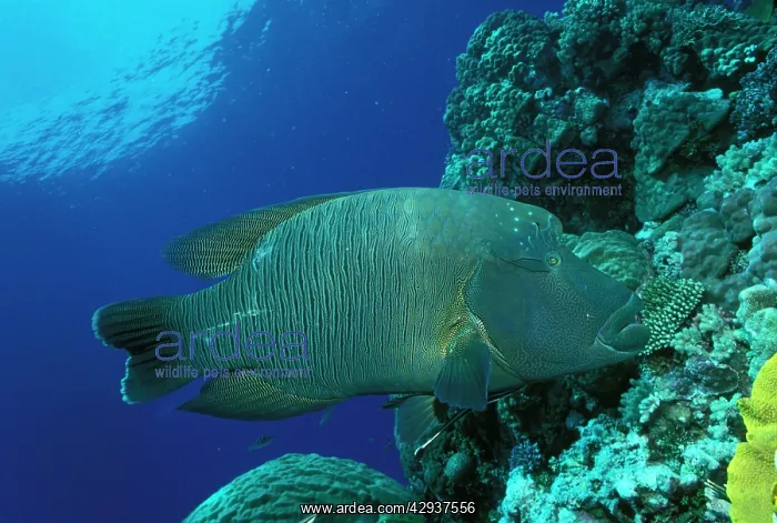 : Hump-headed Maori Wrasse : Hump-headed Maori Wrasse