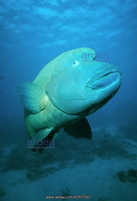 : Hump-headed Maori Wrasse : Hump-headed Maori Wrasse