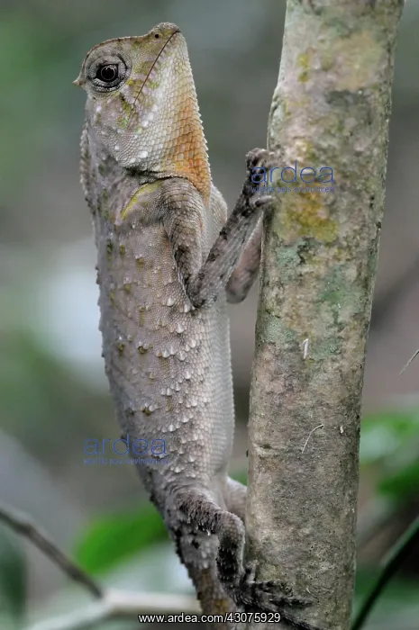 : Hump-nosed Lizard : Hump-nosed Lizard