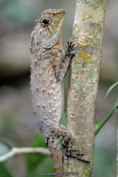 : Hump-nosed Lizard : Hump-nosed Lizard