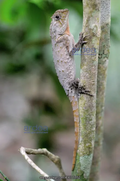 : Hump-nosed Lizard : Hump-nosed Lizard