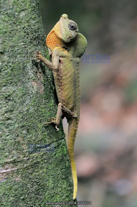  : Hump-nosed Lizard