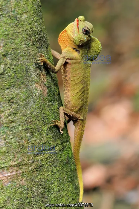  : Hump-nosed Lizard