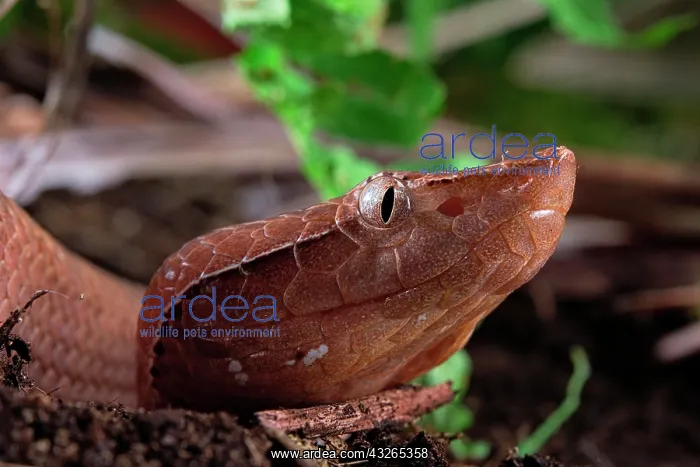 : Hump-nosed Pit viper (Hypnale hypnale), animal portrait : Hump-nosed Pit viper (Hypnale hypnale), animal portrait