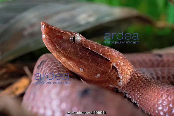 : Hump-nosed Pit viper (Hypnale hypnale), animal portrait : Hump-nosed Pit viper (Hypnale hypnale), animal portrait