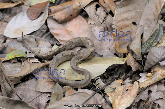 : Hump-nosed Viper : Hump-nosed Viper