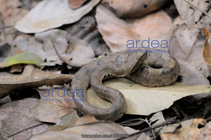 : Hump-nosed Viper : Hump-nosed Viper