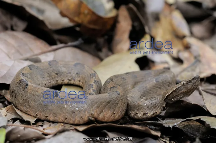 : Hump-nosed Viper : Hump-nosed Viper