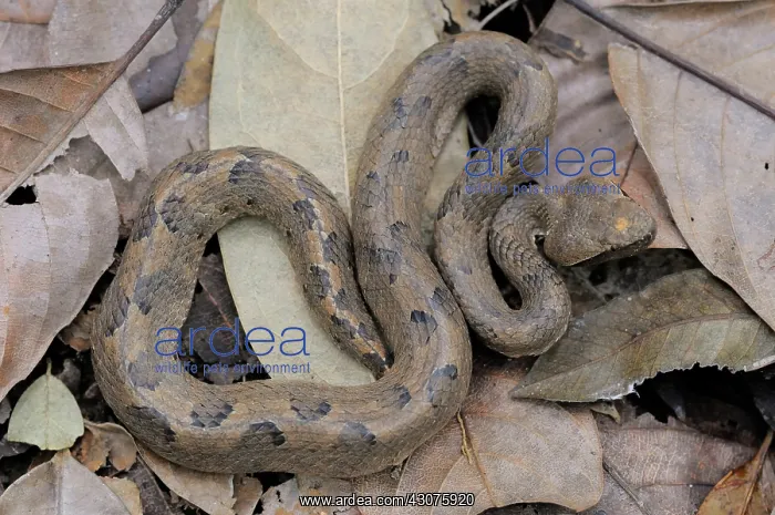 : Hump-nosed Viper : Hump-nosed Viper