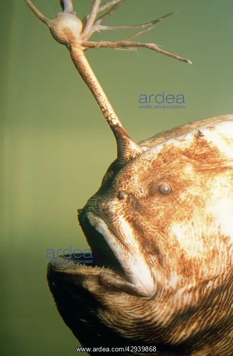 : Humpback Deep Sea Angler Fish - Preserved specimen : Humpback Deep Sea Angler Fish - Preserved specimen
