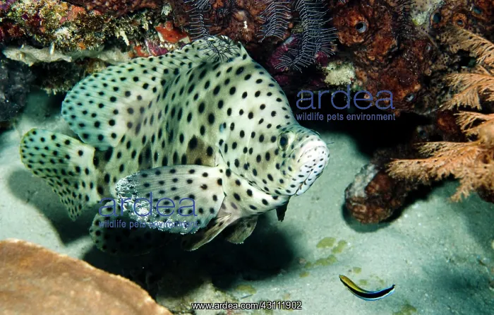 : Humpback Grouper : Humpback Grouper