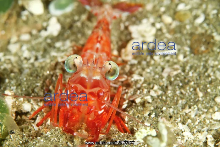 : Humpback Prawn : Humpback Prawn