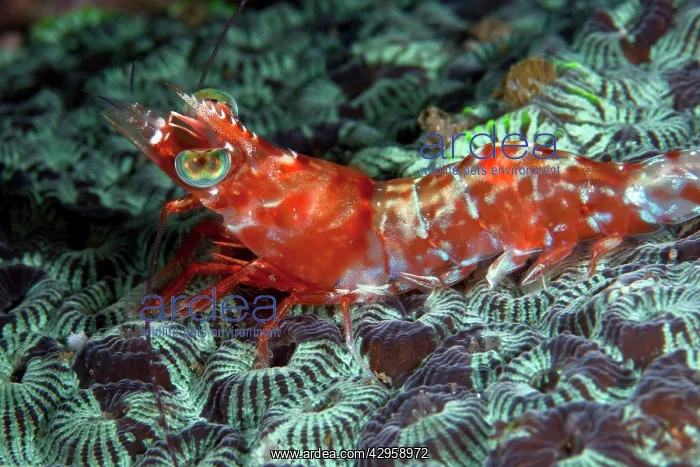 : Humpback Prawn : Humpback Prawn