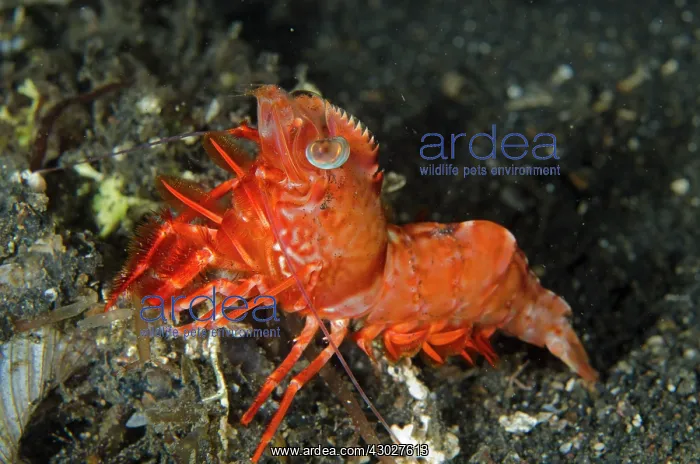: Humpback Prawn : Humpback Prawn