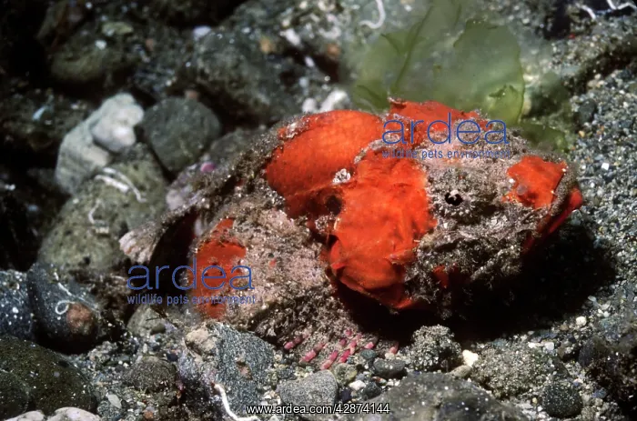 : Humpback Scorpionfish : Humpback Scorpionfish