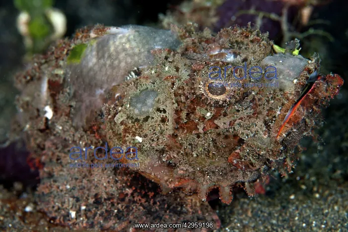 : Humpback Scorpionfish : Humpback Scorpionfish