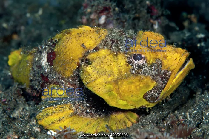 : Humpback Scorpionfish : Humpback Scorpionfish