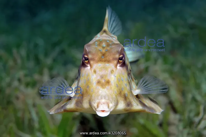 : Humpback turretfish (Tetrosomus gibbosus), Great : Humpback turretfish (Tetrosomus gibbosus), Great