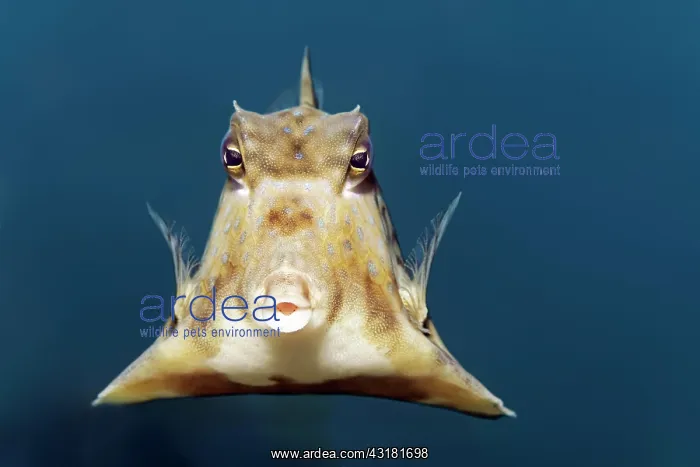 : Humpback Turretfish (Tetrosomus gibbosus), Red Sea : Humpback Turretfish (Tetrosomus gibbosus), Red Sea