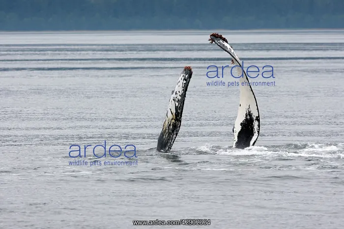 : Humpback whale : Humpback whale